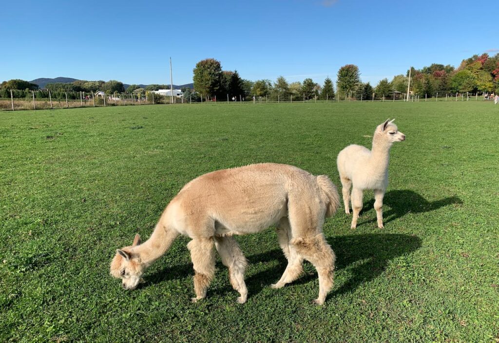 Thumbnail-For-Alpacas-At-Verger Champêtre-By-Jet Loans