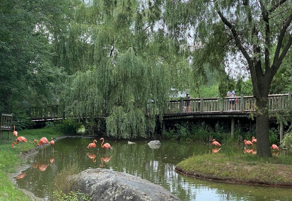 Thumbnail-For-Flamingos Pond-Zoo de Granby-By-Jet Loans