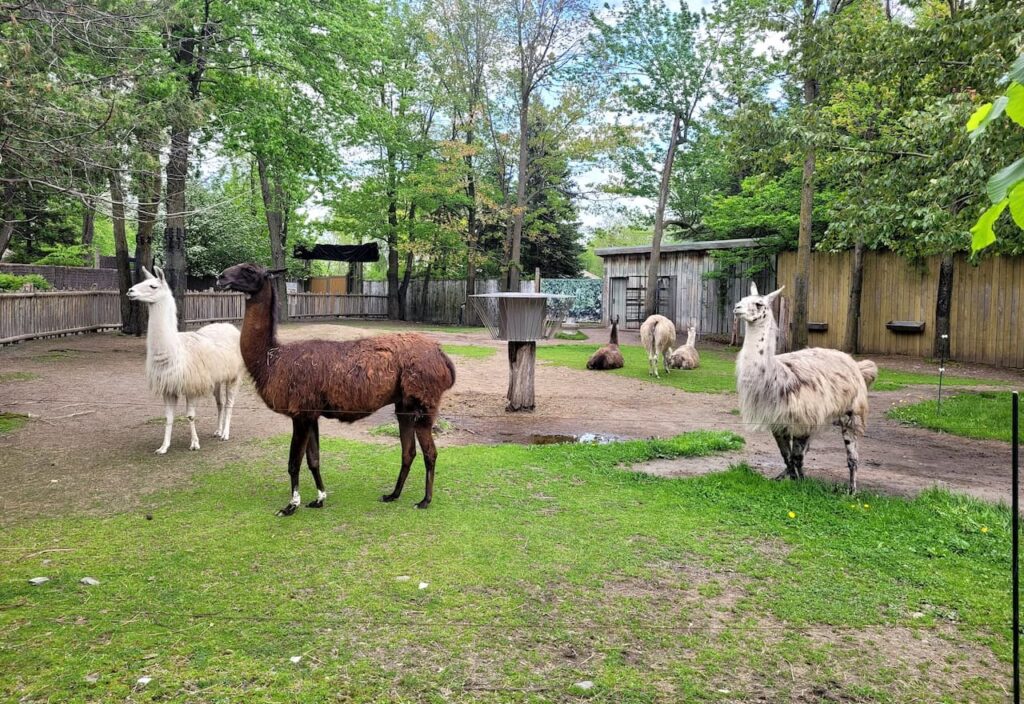 Thumbnail-For-Llamas -At-Zoo de Granby-By-Jet Loans